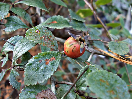 image of Crataegus uniflora, Oneflower Hawthorn, Dwarf Haw