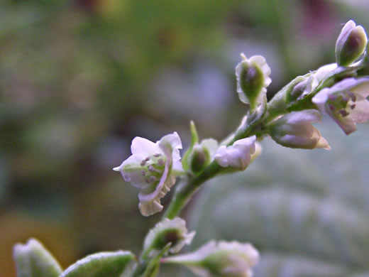 image of Fallopia cristata, Crested Climbing Buckwheat, Climbing False Buckwheat