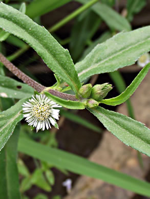 image of Eclipta prostrata, Eclipta, Pie-plant, Yerba-de-tajo, false daisy