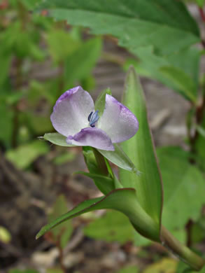 image of Murdannia keisak, Murdannia, Asian Spiderwort, Marsh Dewflower, Wart-removing Herb