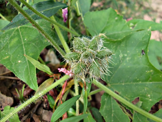 image of Sicyos angulatus, Bur-cucumber, Star-cucumber, Nimble-Kate