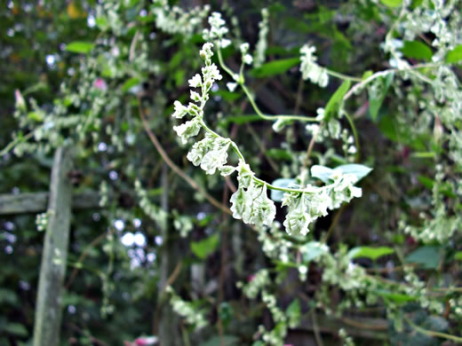 image of Fallopia cristata, Crested Climbing Buckwheat, Climbing False Buckwheat