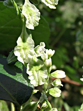image of Fallopia cristata, Crested Climbing Buckwheat, Climbing False Buckwheat