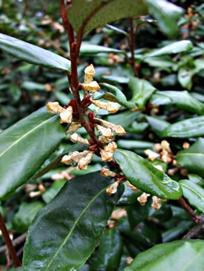 image of Elaeagnus pungens, Thorny Olive, Autumn Siverberry, Silverthorn, Thorny Elaeagnus