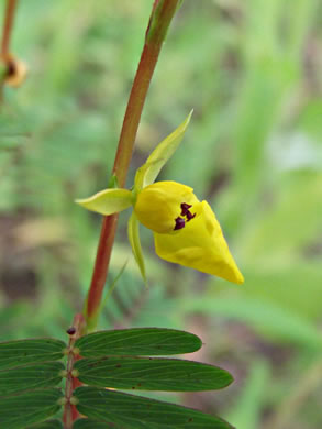 sepals or bracts of Chamaecrista nictitans var. nictitans, Sensitive Partridge-pea, Common Sensitive-plant