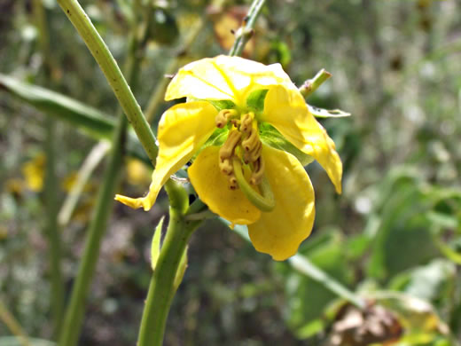 flower of Senna obtusifolia, Coffeeweed, Sicklepod