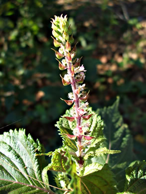 image of Perilla frutescens, Beefsteak-plant, Perilla