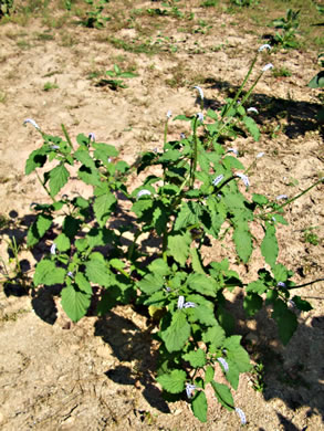 image of Heliotropium indicum, Indian Heliotrope, Turnsole