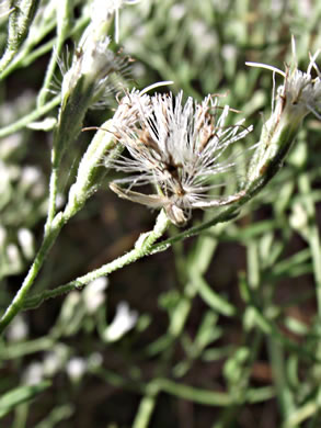 image of Eupatorium hyssopifolium, Hyssopleaf Boneset, Hyssopleaf Thoroughwort, Hyssopleaf Eupatorium