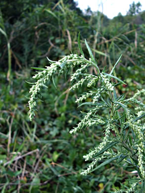 image of Artemisia vulgaris, Mugwort, Felon Herb