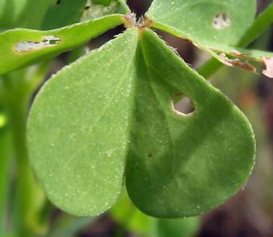 image of Oxalis stricta, Common Yellow Wood-sorrel