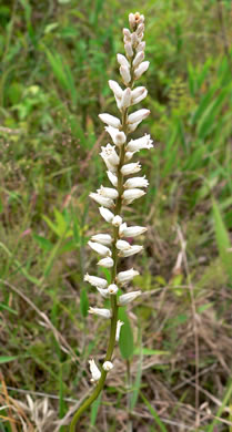 image of Aletris farinosa, Northern White Colicroot, Mealy Colicroot, Stargrass