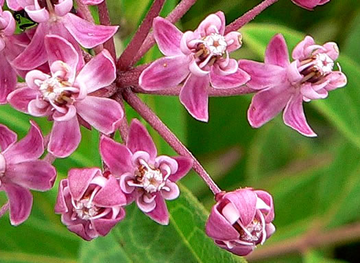 image of Asclepias incarnata var. pulchra, Eastern Swamp Milkweed