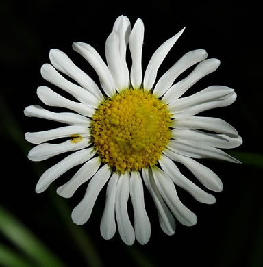 flower of Astranthium integrifolium, Eastern Western-daisy, Entireleaf Western-daisy