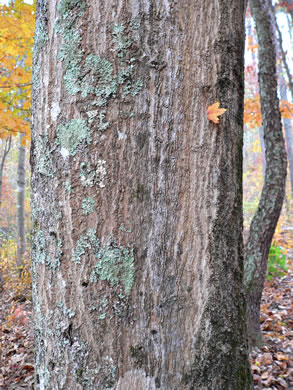 image of Acer leucoderme, Chalk Maple, Small Chalk Maple, White-bark Maple