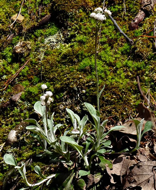 image of Antennaria plantaginifolia, Plantainleaf Pussytoes, Plantain Pussytoes