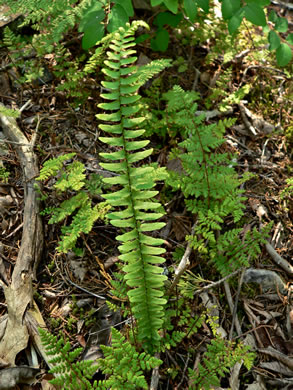 image of Asplenium platyneuron, Ebony Spleenwort