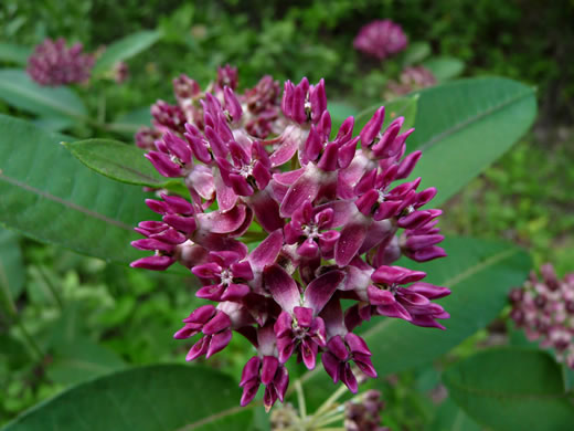 image of Asclepias purpurascens, Purple Milkweed