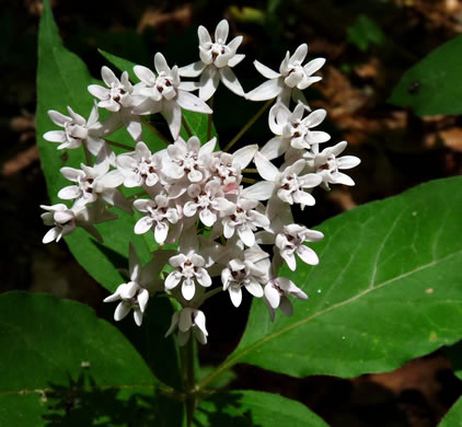 image of Asclepias quadrifolia, Fourleaf Milkweed