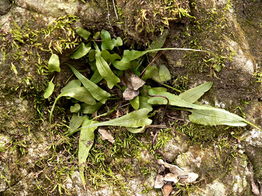 image of Asplenium rhizophyllum, Walking Fern