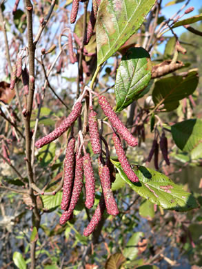 image of Alnus serrulata, Tag Alder, Hazel Alder, Smooth Alder