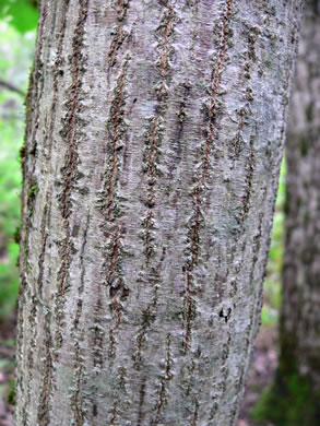 image of Acer spicatum, Mountain Maple