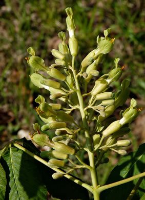 Aesculus sylvatica, Painted Buckeye