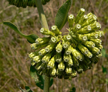 image of Asclepias viridiflora, Green Milkweed