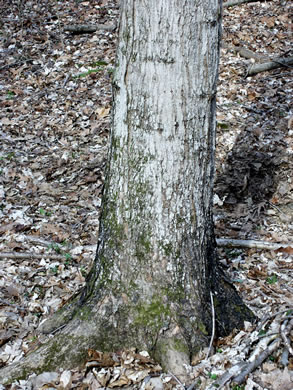 image of Acer floridanum, Southern Sugar Maple, Florida Maple