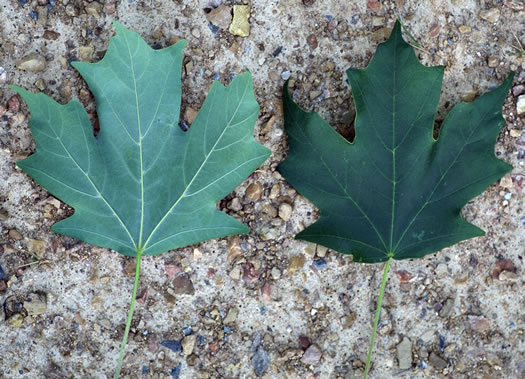 image of Acer floridanum, Southern Sugar Maple, Florida Maple