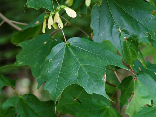 image of Acer leucoderme, Chalk Maple, Small Chalk Maple, White-bark Maple