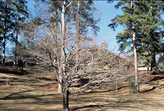 image of Acer leucoderme, Chalk Maple, Small Chalk Maple, White-bark Maple