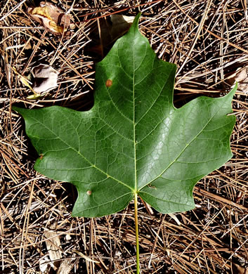 image of Acer nigrum, Black Maple