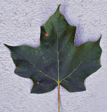 image of Acer nigrum, Black Maple