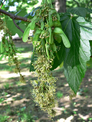 image of Acer pseudoplatanus, Sycamore Maple, Planetree Maple
