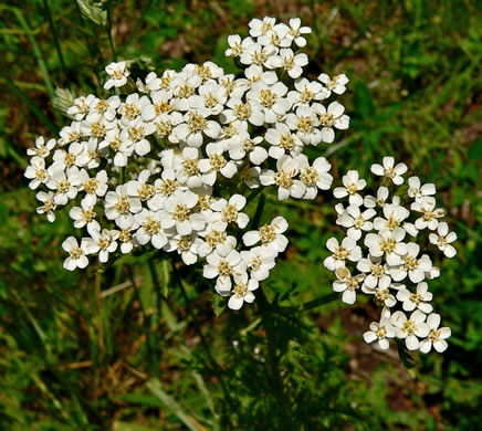 image of Achillea gracilis, Eastern Yarrow, Eastern Thousandleaf