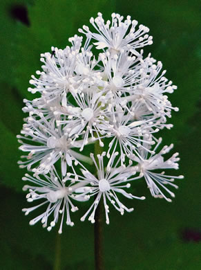 flower of Actaea pachypoda, Doll's-eyes, White Baneberry, White Cohosh