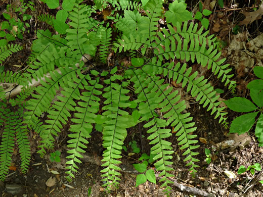 image of Adiantum pedatum, Northern Maidenhair Fern