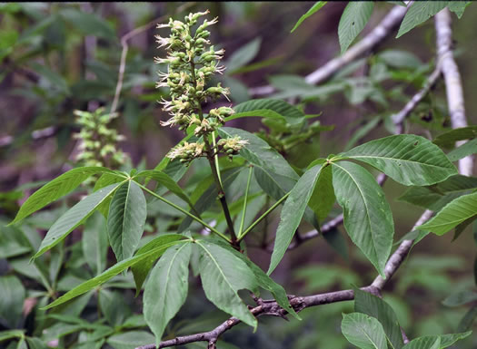 image of Aesculus glabra var. glabra, Ohio Buckeye, Fetid Buckeye, Chalky Buckeye