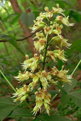 image of Aesculus glabra var. glabra, Ohio Buckeye, Fetid Buckeye, Chalky Buckeye