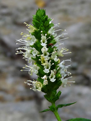 image of Agastache nepetoides, Yellow Giant-hyssop