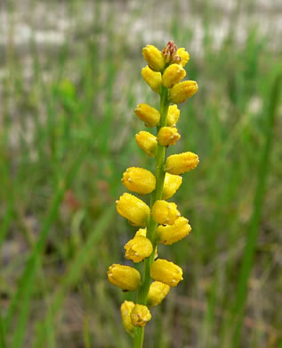 image of Aletris aurea, Golden Colicroot