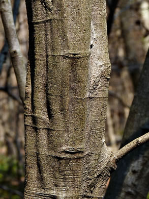 image of Alnus serrulata, Tag Alder, Hazel Alder, Smooth Alder