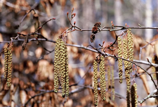 image of Alnus serrulata, Tag Alder, Hazel Alder, Smooth Alder