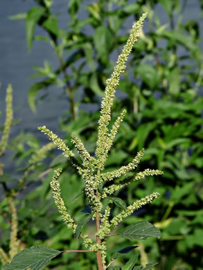 image of Amaranthus spinosus, Spiny Amaranth