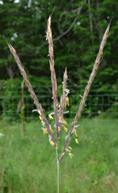 image of Andropogon gerardi, Big Bluestem, Turkeyfoot