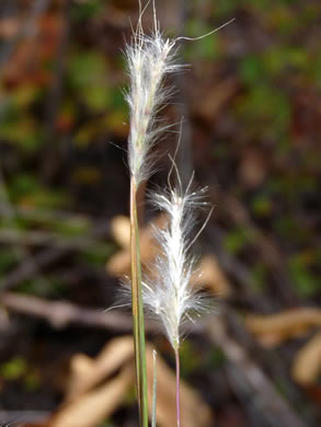 image of Andropogon ternarius, Splitbeard Bluestem, Silvery Bluestem