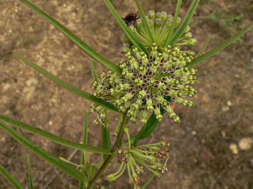 image of Asclepias hirtella, Barrens Milkweed, Green Milkweed, Prairie Milkweed