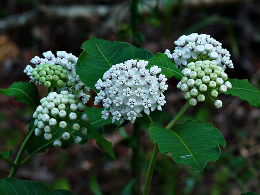 image of Asclepias variegata, White Milkweed, Redring Milkweed, Variegated Milkweed