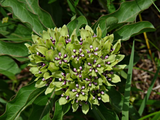 image of Asclepias viridis, Green Antelope-horn, Spider Milkweed, Green Milkweed